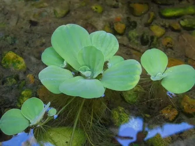 Alfaces D'água (Pistia Stratiotes) Planta aquática flutuante