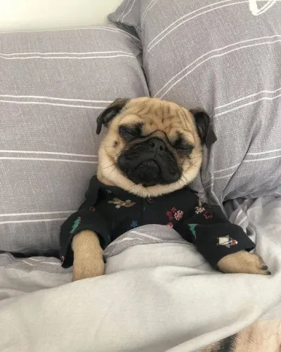 Filhotes Pug fofinho de pijamas