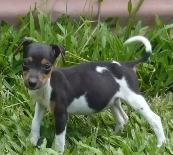 Filhotes de Fox Paulistinha disponíveis!