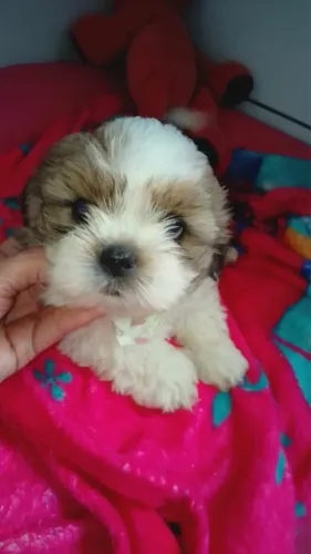 Filhote Shih Tzu Macho - Pelúcia de 4 patas