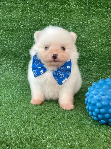  Spitz Alemão Com bandana azul 