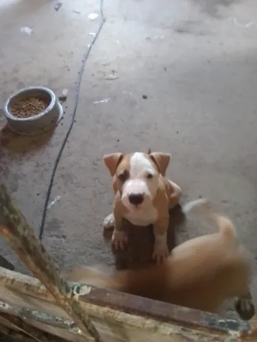 Filhotes de American staffordshire terrier