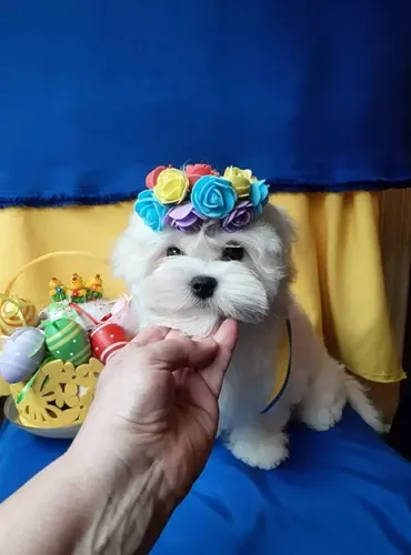 Maltês Pequeno White Fêmea - Doçura e Fidelidade em um Só Filhote!
