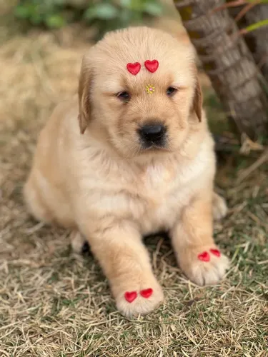 Golden Retriever Fofo e Charmoso