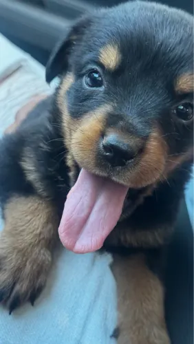 Rottweiler Premium Filhotes Fortes e Super Protetores