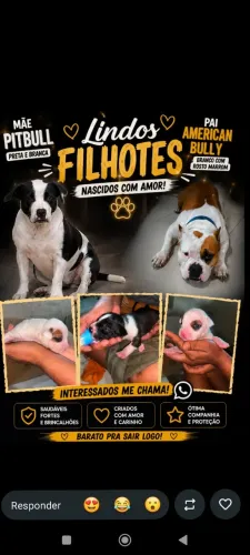 Pitbull Monsters 