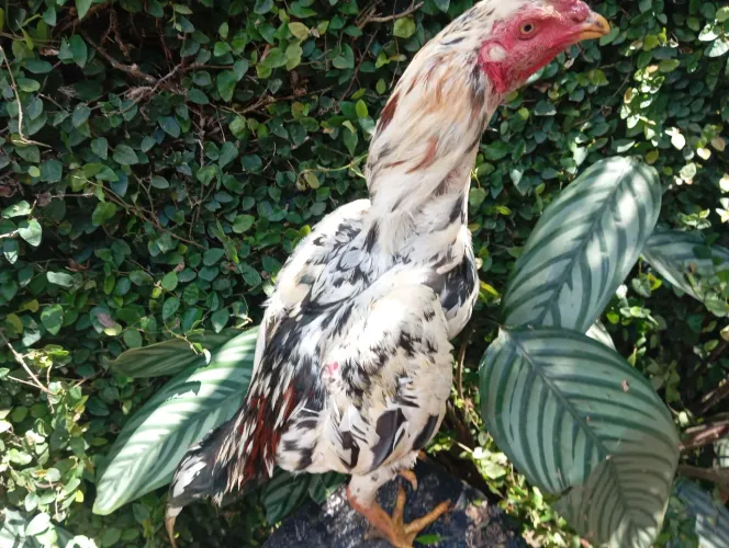 Vendo Frango índio pintado 8 meses