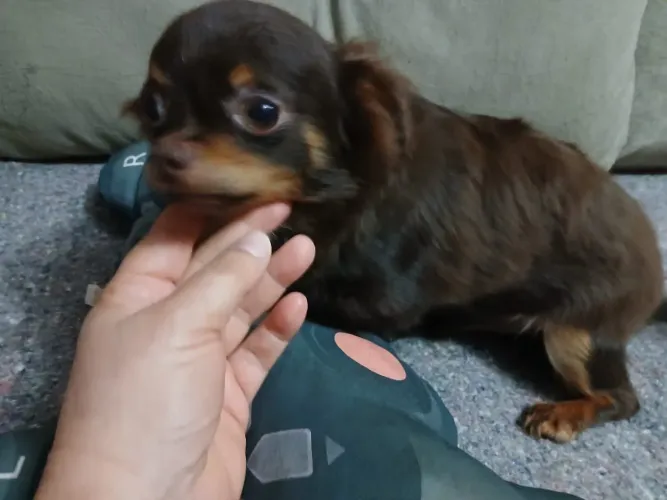 Chihuahua pelo longo