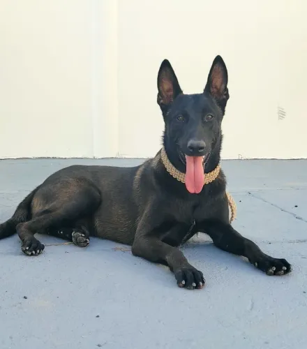 PASTOR BELGA MALINOIS MACHO 