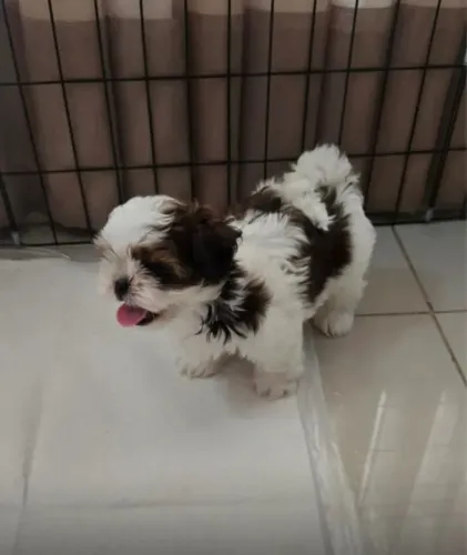 Shih tzu Seu próximo xodozinho está aqui