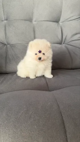 Lindos filhotes de Spitz alemão anão com pedigree