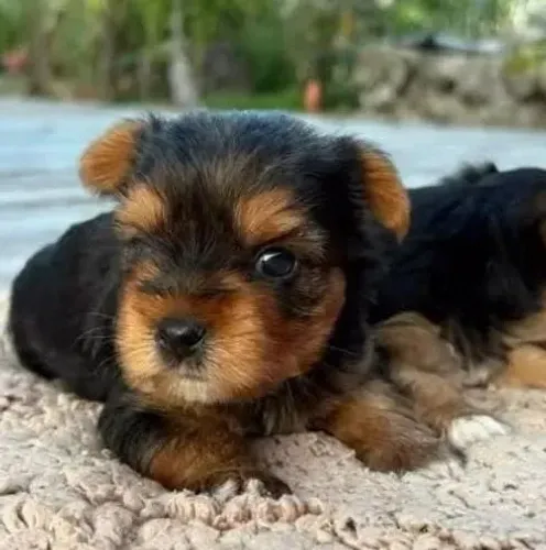 Yorkshire O pet que vai ser o centro das atenções