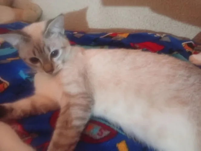 Gato pra adoção 