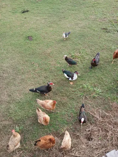 Vendo Casal de Pato. MOSCOVI Adultos.