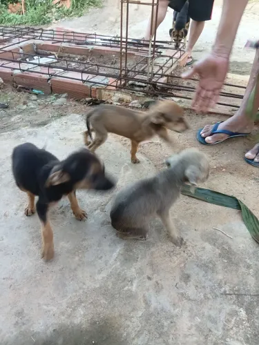 Adoção