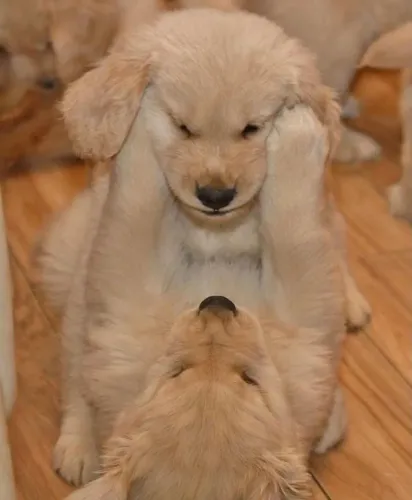Golden retriever muito amoroso