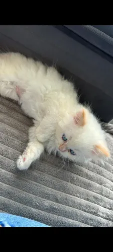 Persa filhotes valor imbatível testados e vacinados