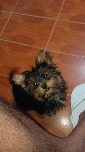 FILHOTE DE YORKSHIRE TERRIER DISPONÍVEL!
