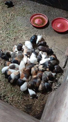 Porquinho da índia
