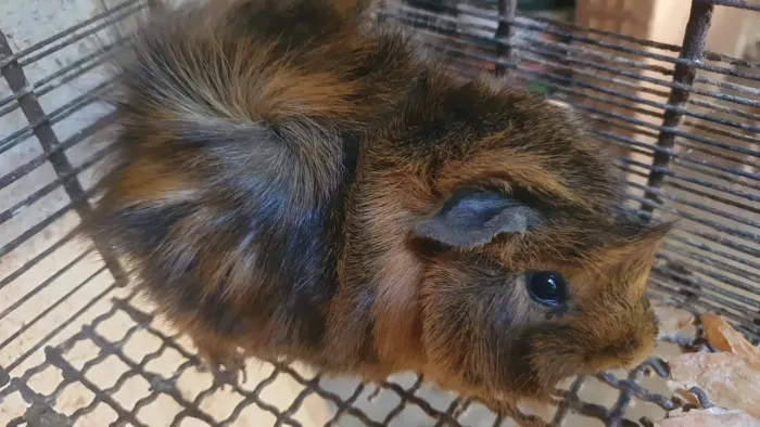 Porquinho da india