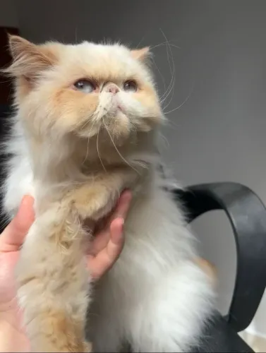 Gata Persa