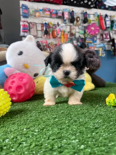 Shih tzu macho branco e preto $1.000,00