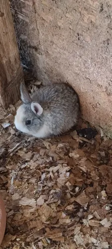 coelhinhos