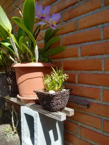 Mini Orquídea