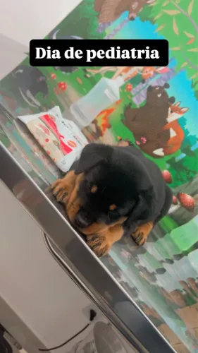 ? Fofura em Dose Dupla! Lindos Bebês Rottweiler Nascidos em 12/05 ?