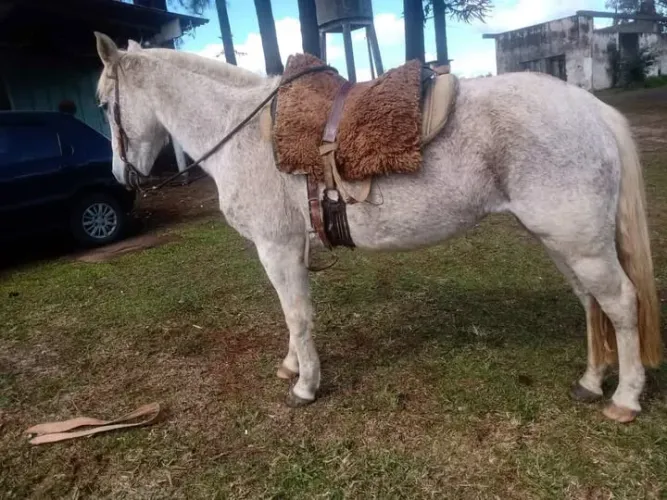 Cavalo crioulo 
