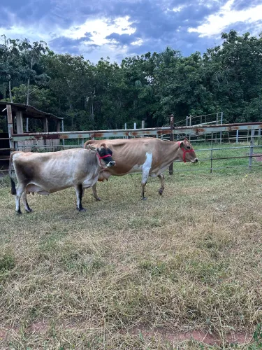 Vacas de leite à venda 