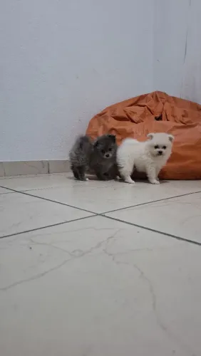 Lindos filhotes de Spitz alemão l Lulu da Pomerânia