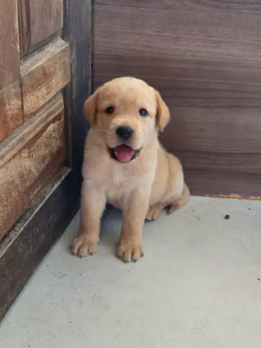 Filhote de labrador puro.