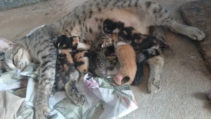Gatos recém nascidos para adoção (amarelo ja tem dono!)