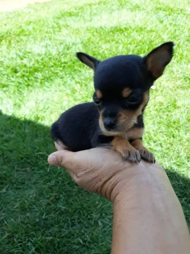 Pequeno no tamanho, gigante no amor ? Pinscher até 12x sem juros