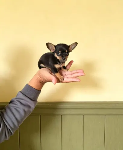 Pinscher 0