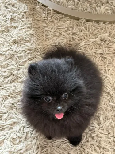 Lulu da Pomeranea 