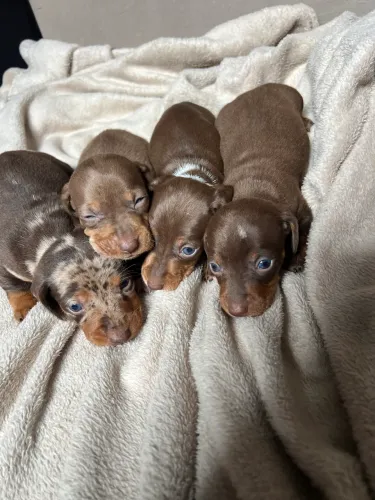Dachshund filhotes 