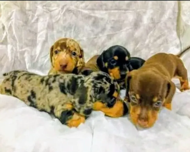 Basset mini lindos M/F  parc/10x sem taxa no cartão entrego hoje chama no zap