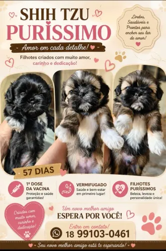 Shih tzu mini puro