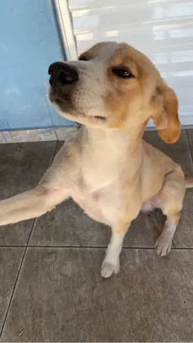 Pet em doação 