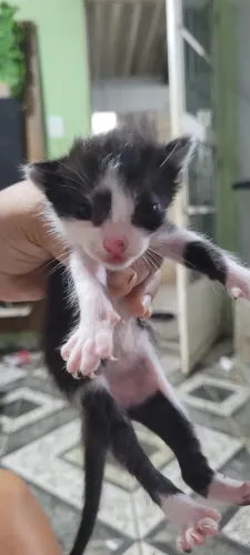 GATOS