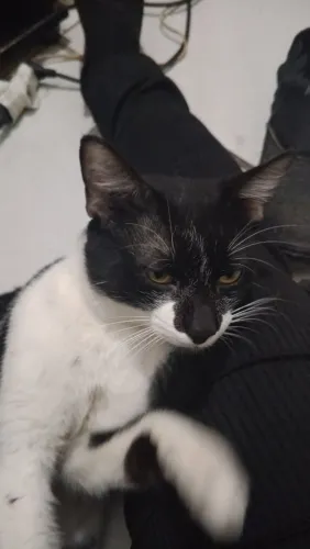 Gato adulto precisando de um lar