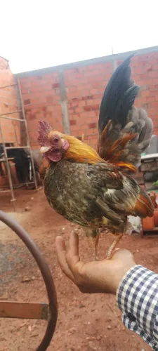 Galos serama