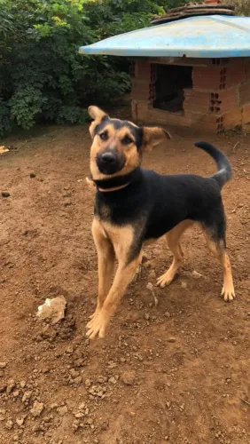 Cachorra Fêmea  Pastor Alemão 