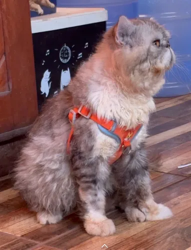Gato persa macho padreador