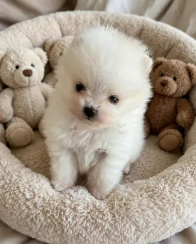 Lulu da Pomerânia macho anao $2.500,00