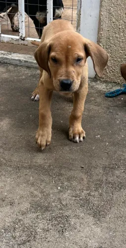 Vendo filhote de fila brasileiro