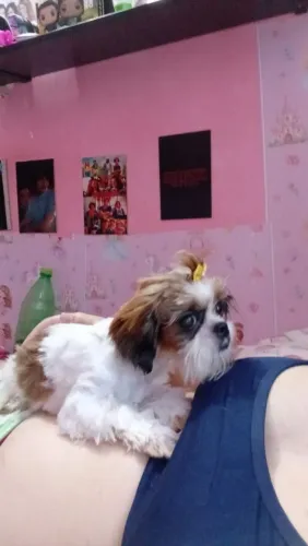 Linda Shih tzu para DOAÇÃO