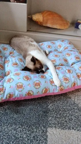 Doação gata castrada negativa para fiv/ felv